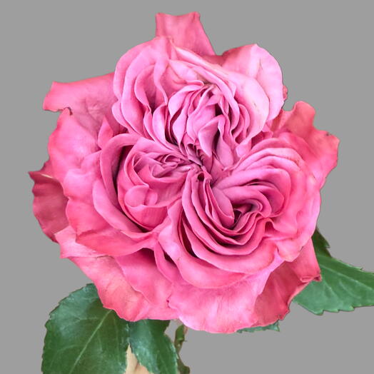 Півонієва троянда