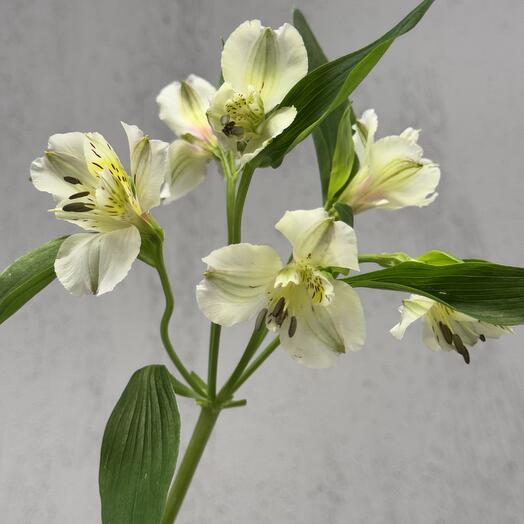 Alstroemeria is white