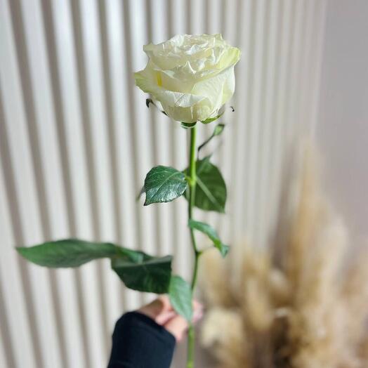 Роза белая мондиаль