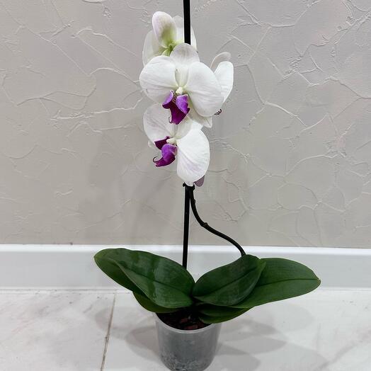 Фаленопсис Winter love (отцвёл)