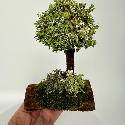 🌳 Живое дерево "Magic Tree" с оживающей цетрарией на коре