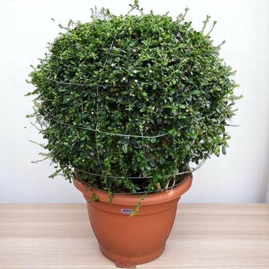 Ehretia Microphylla Ball Shape