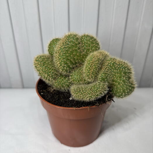 Кактус hildewintera aureispina