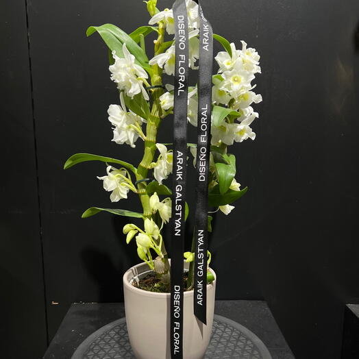 Orquidea Dendrobium en jarron de ceramica