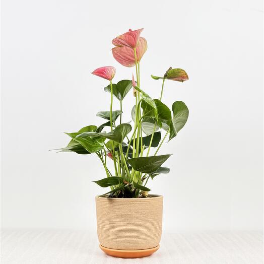 Антуриум розовый в кремовом керамическом горшке с поддоном, высота 45-50см