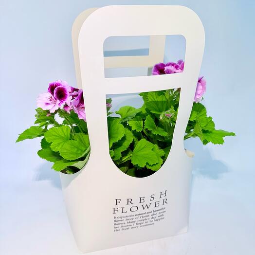 Набор 2шт: Герань Пеларгония в подарочном пакете