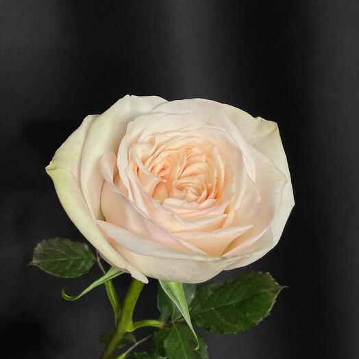 Роза Пинк Охара