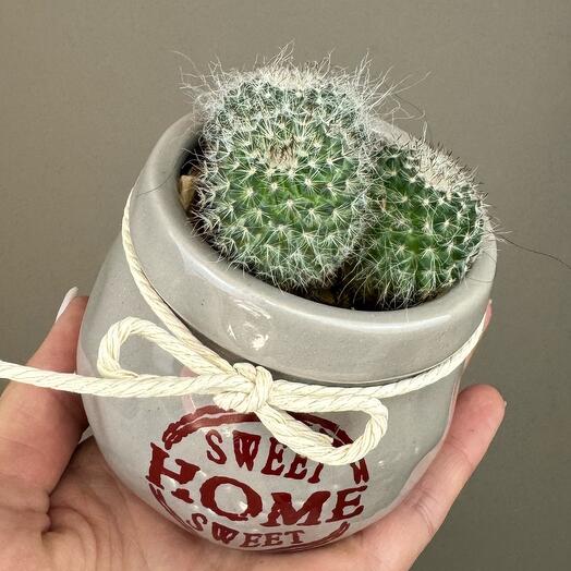 Кактус Маммилярия Ханиана в керамическом кашпо🌵