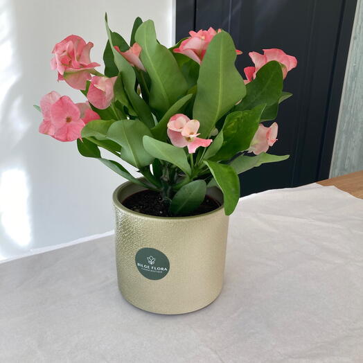 Euphorbia Milii (Dikenler Tacı Çiçekli Kaktus) seramik saksı ile