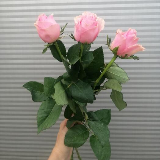 3 розовые розы с лентой