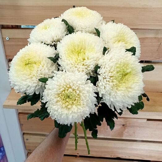 7 одноголовых хризантем магнум