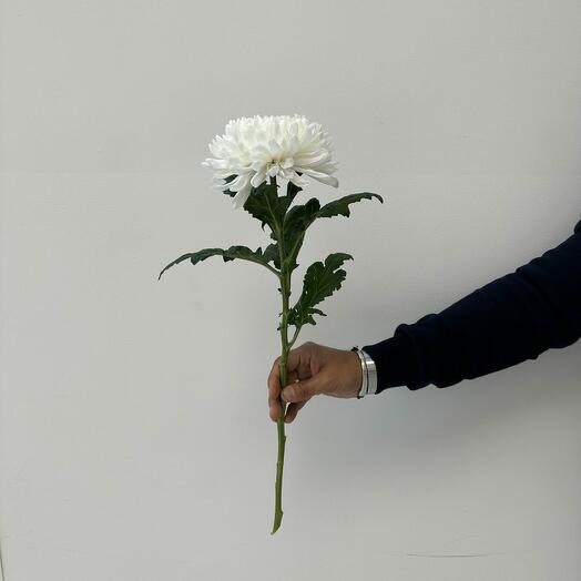 Хризантема одголовая белая