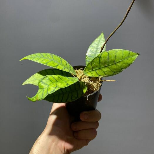 Хойя Калистофилла