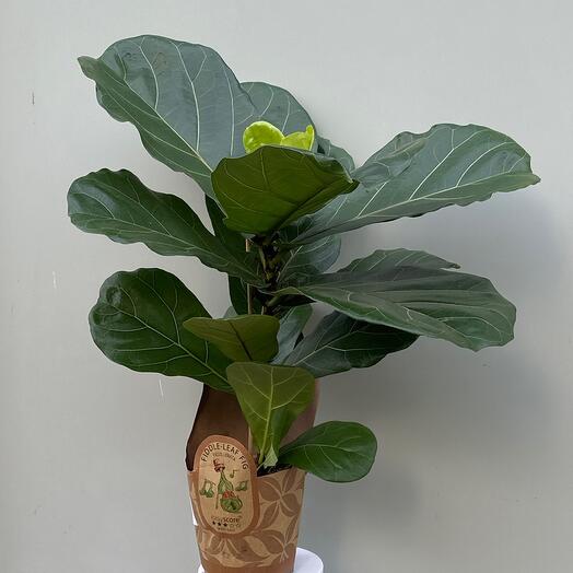 Фикус лирата колумнарис в фирменной упаковке
