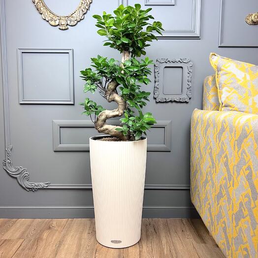 Фикус микрокарпа гинсенг бонсай в кашпо Lechuza