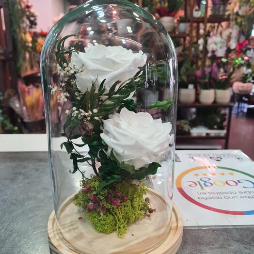 Rosa Blanca Eterna en Campana de Cristal