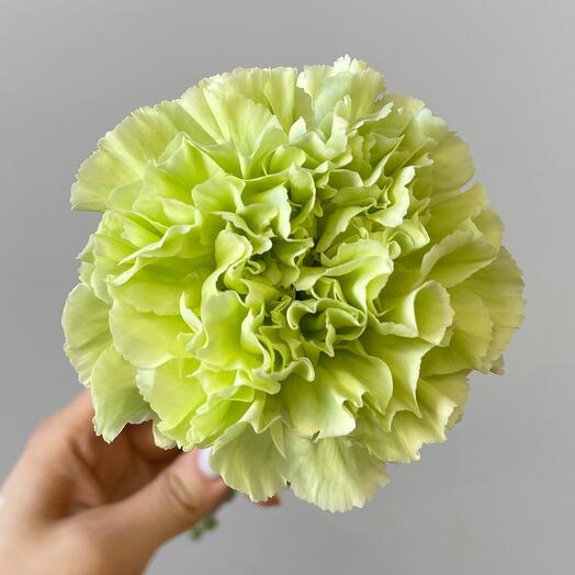 Зеленая гвоздика в ассортименте