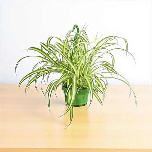 Chlorophytum