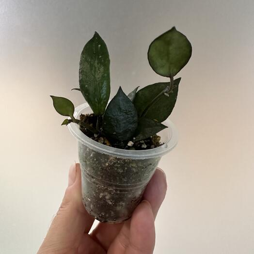 Хойя Блек ливс Ноyа Вlасk lеаvеs