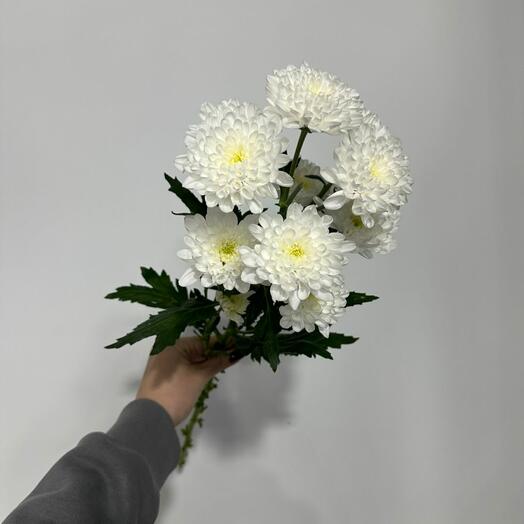 Хризантема кустовая белая