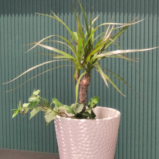 Драцена и плющ в кашпо