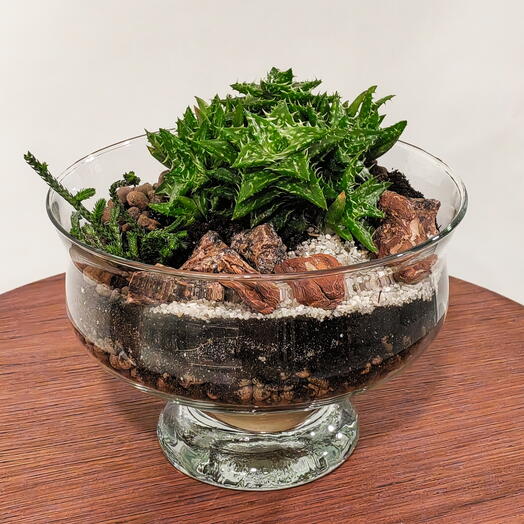 Флорариум с хавортией и крассулой плауновидной🌿