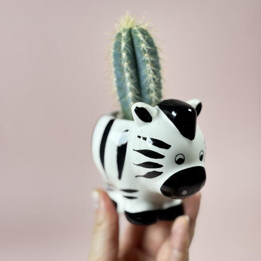 Кактус редкий голубая лагуна в керамическом кашпо