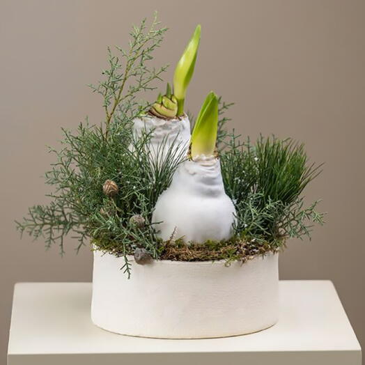 02-3 Гиппеаструм в воске, 2 шт + живая хвоя