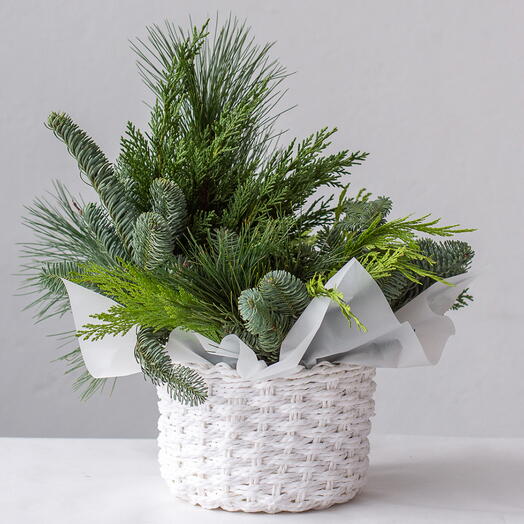 Микс живой хвои в корзине (размер S, корзина 15 см)