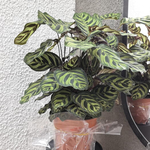 Калатея джем