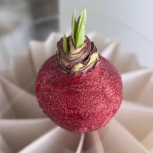 Амариллис Velvet Bordeaux