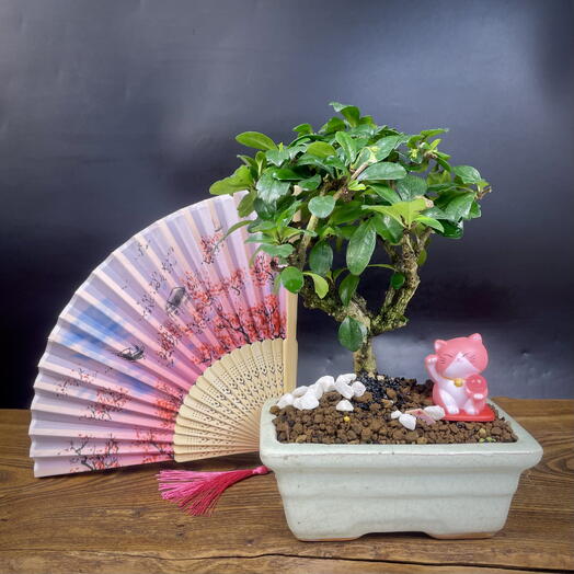 Бонсай Кармона цветущая, (чайное дерево), 24 см, 5 лет