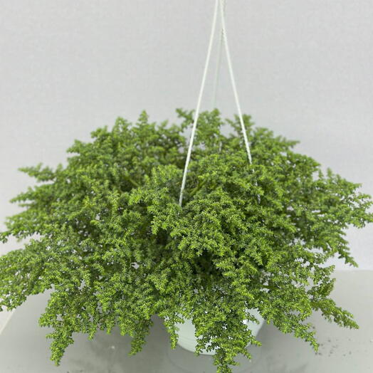 Пилея (Pilea Depressa Hangd)