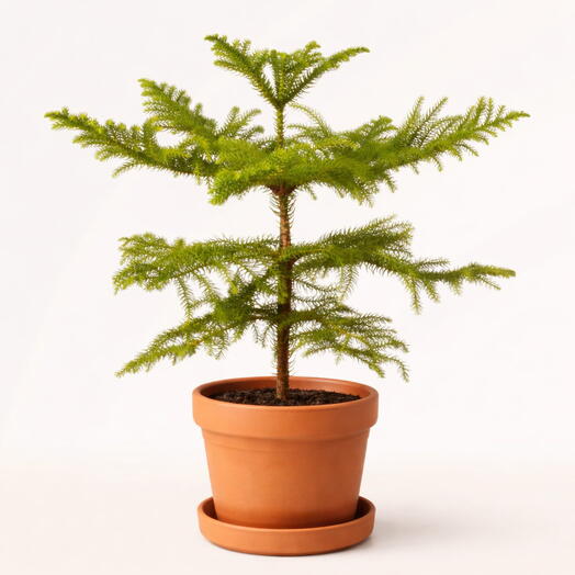 Араукария - домашняя ель