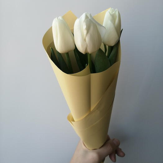 3 белых тюльпана