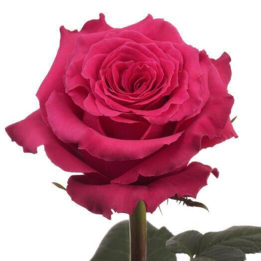 Малиновая роза Фул монти 70 см