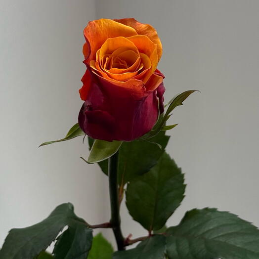 Orange rose