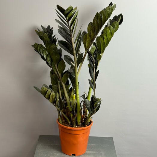 Комнатное растение замиокулькас Равен