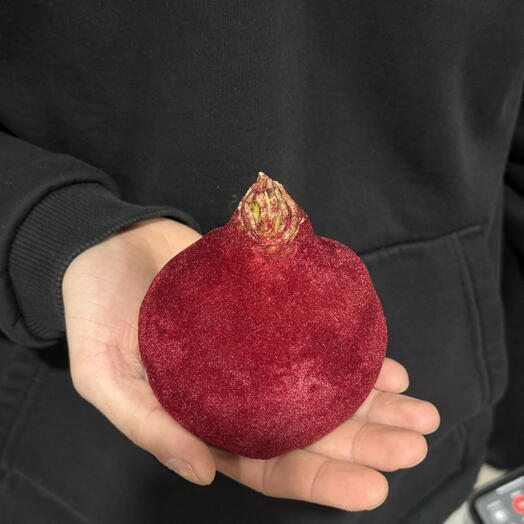 Луковица амариллиса в винном бархате