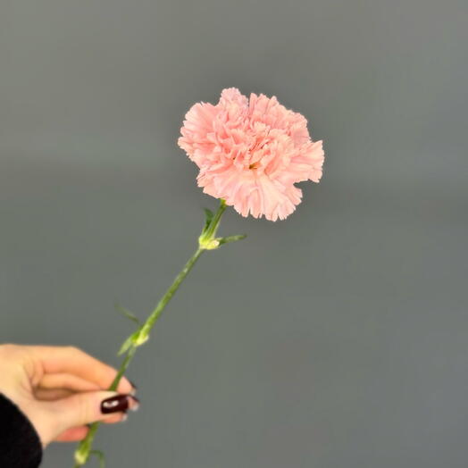 Dianthus rosa