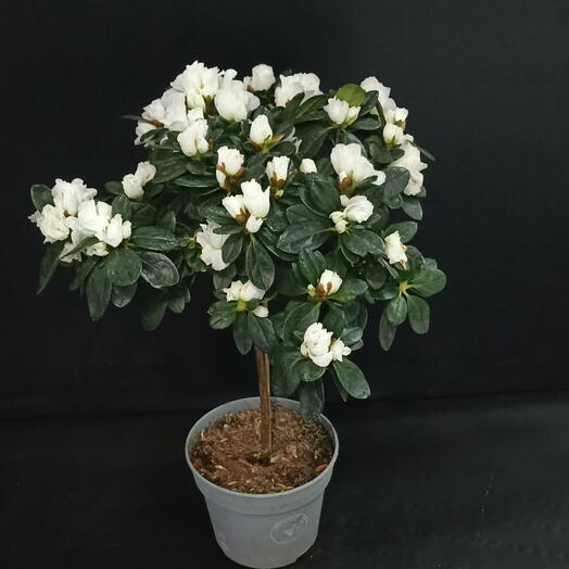 Азалия  штамб белая