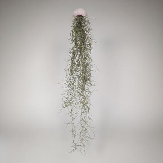 Тилландсия