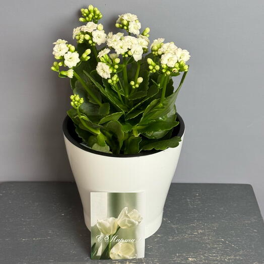 Белоснежный каланхое в стильном белом горшке и открыткой 8 марта 🤍☘️