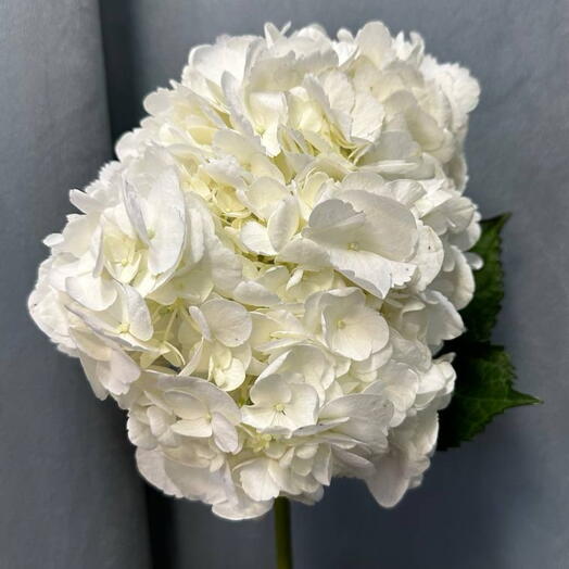 Гортензия белая