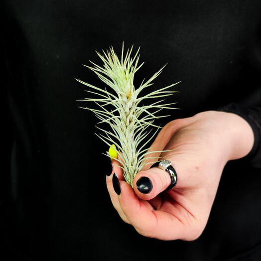 Тилландсия Фанкиана Мини (Tillandsia Funckiana)