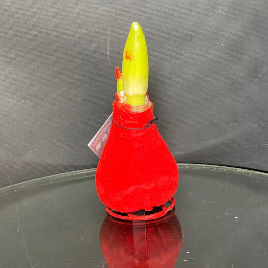 Луковица амариллиса в воске красная