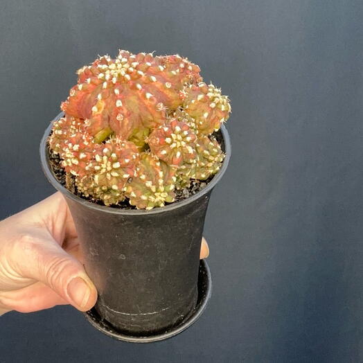 Гимнокалициум Михановича «T-Rex» (Gymnocalycium mihanovichii T-Rex)