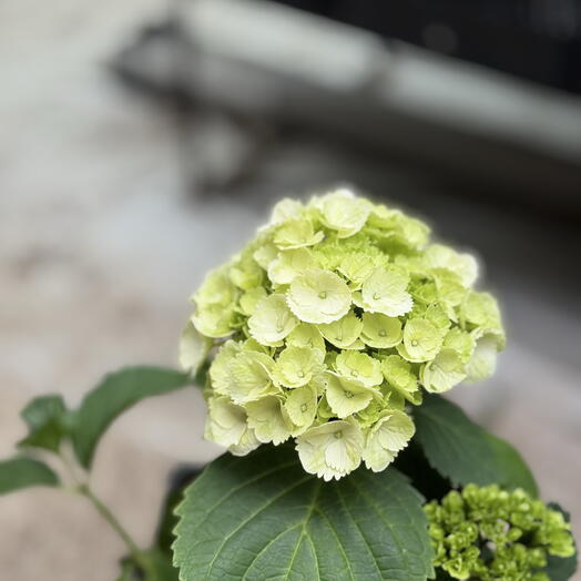 Грамотно и естественно будет так:

Гортензия в горшке