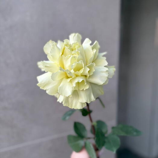 Французская роза Лимонад