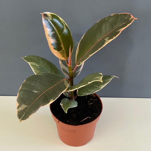 Ficus Shade
